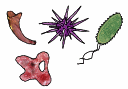 Random Microbes (mag. 1000x)